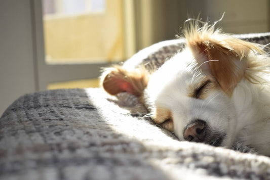 Understanding Dog Calming Tablets: The Best Options for Reducing Stress and Anxiety